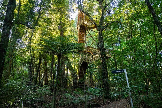 Sanctuary Mountain Ancient Forest Walk & Hamilton Gardens Tour - FAQs