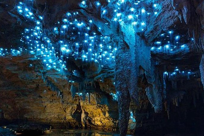 Sanctuary Mountain (Mt Maungatautari) & Waitomo Luxury Day Tour From Auckland - Itinerary Overview