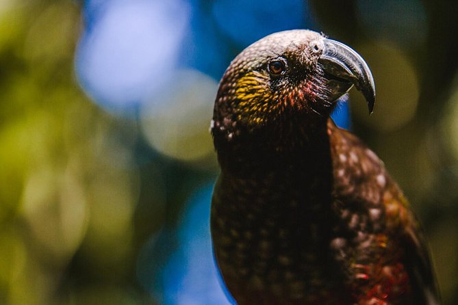 Sanctuary Mountain (Mt Maungatautari) & Waitomo Luxury Day Tour From Auckland - Mt Maungatautari Wildlife Sanctuary