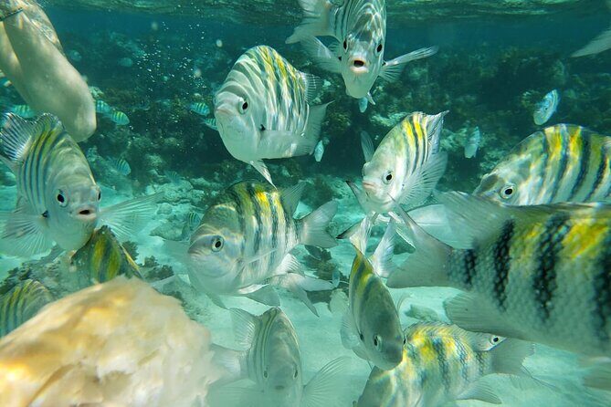 Sand Key and Bonita Island Tour Paradise from Puerto Plata - Practical Tips for Your Day Out