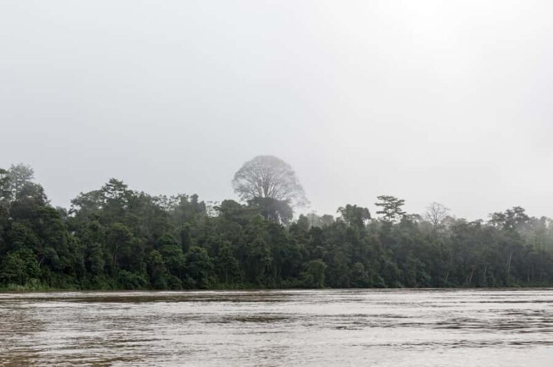 Sandakan: 2-Day Kinabatangan River Wildlife Tour & Cave - Introduction: A Glimpse into Borneo’s Wildlife Wonderland