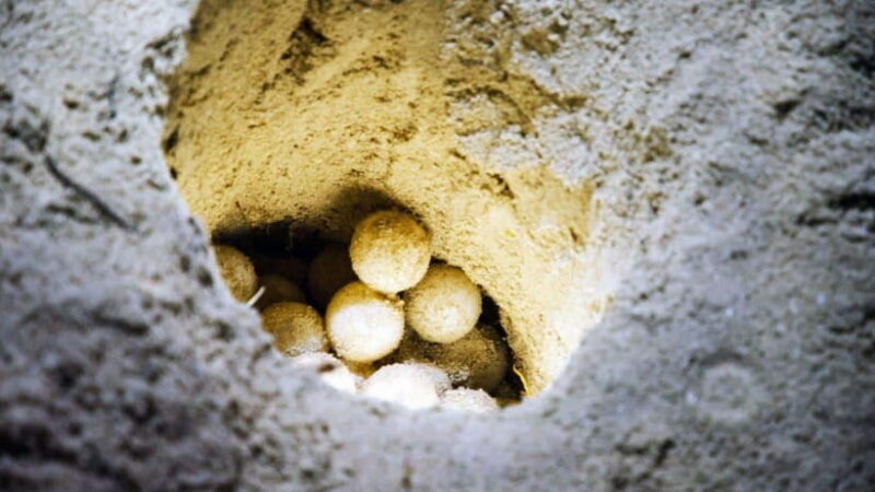 Sandakan : 2 Days 1 Night At Turtle Island - Good To Know