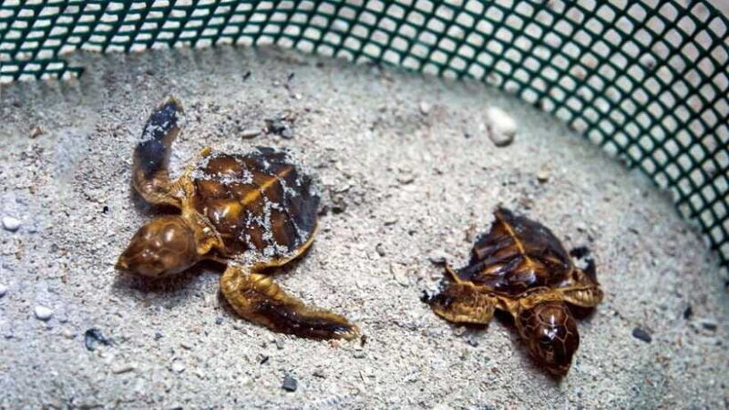 Sandakan : 2 Days 1 Night At Turtle Island - Who Is This Tour Best For?