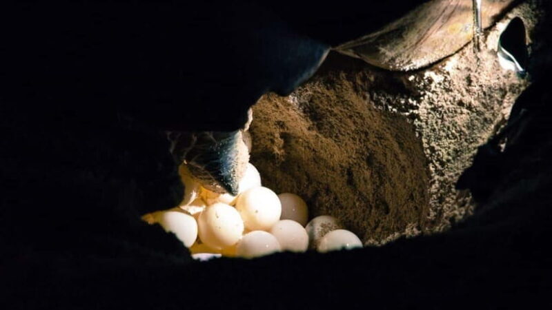 Sandakan : 2 Days 1 Night At Turtle Island - Good To Know