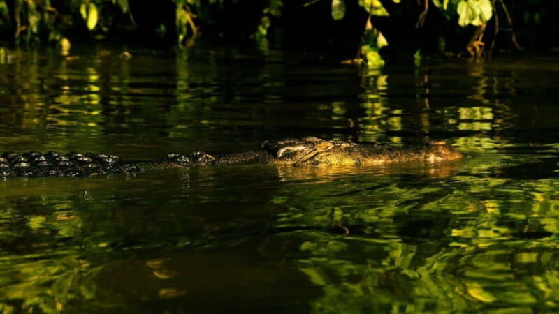 Sandakan: 2 Days 1 Night Bilit, Kinabatangan River Wildlife - The Lodge & Meals: Simple Yet Satisfying