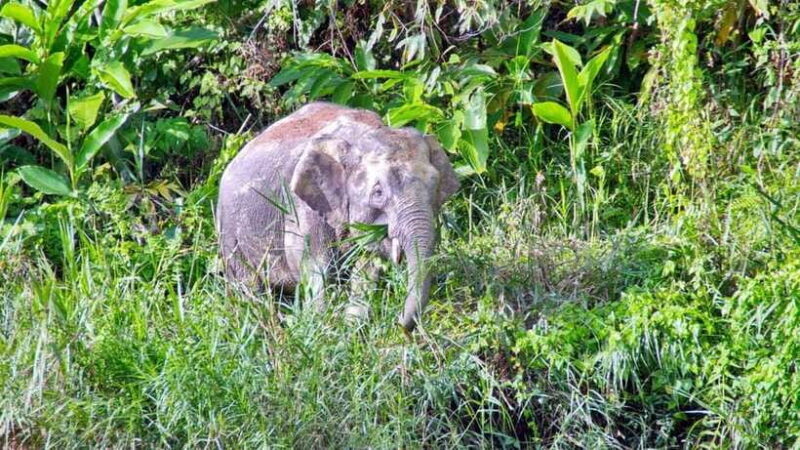 Sandakan: 2 Days 1 Night Bilit, Kinabatangan River Wildlife - FAQ