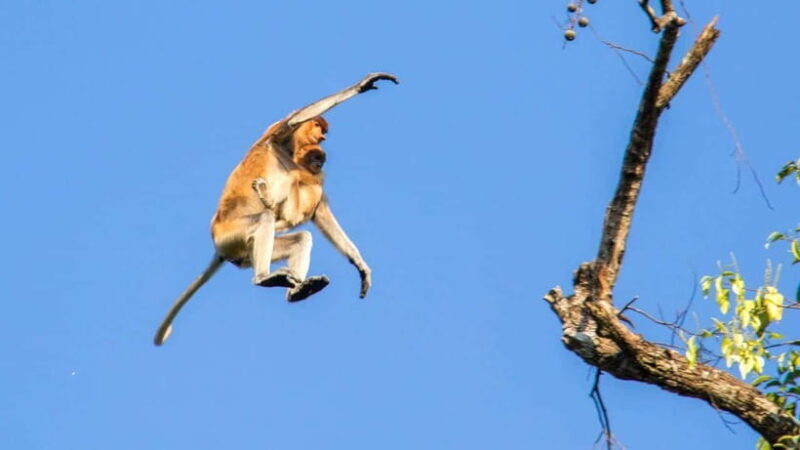 Sandakan : 3-Day Kinabatangan River Wildlife Adventure - Practical Details & Travel Tips