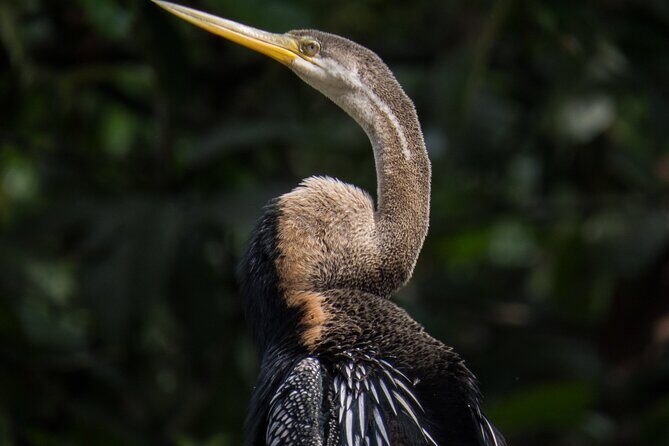 Sandakan 3 Day Sukau Rainforest Wildlife Journey and Cruises - Cost and Value Analysis