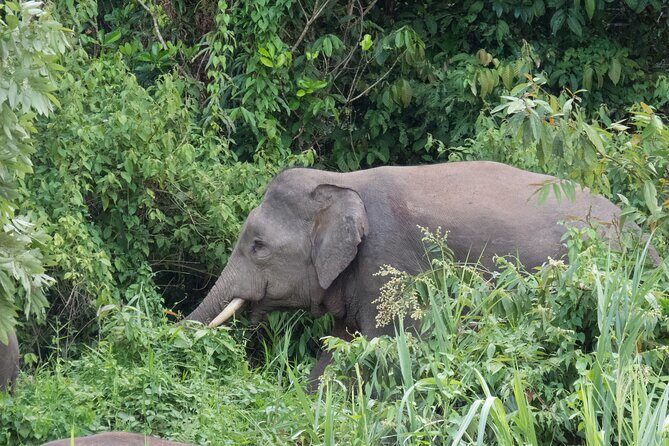 Sandakan 3 Day Sukau Rainforest Wildlife Journey and Cruises - FAQs