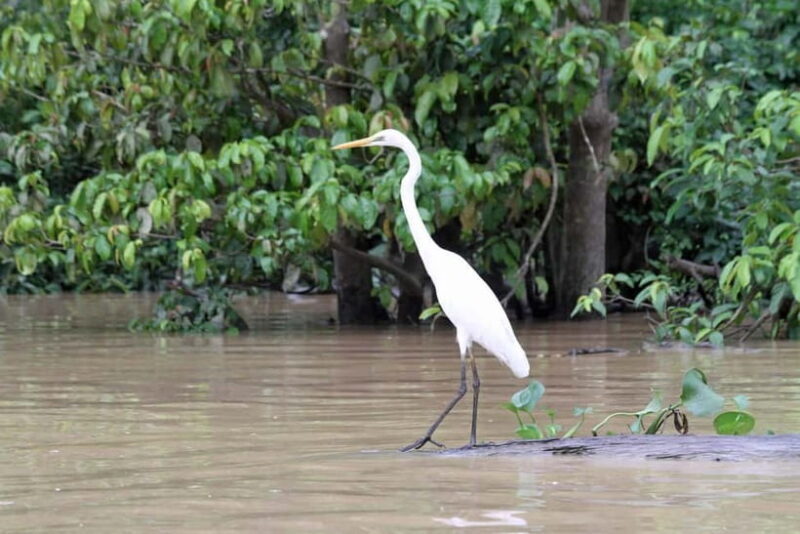 Sandakan: 3D2N The Wild Heart of Borneo River Secrets - Good To Know