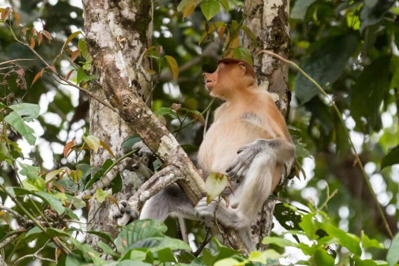 Sandakan: 3D2N The Wild Heart of Borneo River Secrets - What to Expect in Terms of Value and Costs