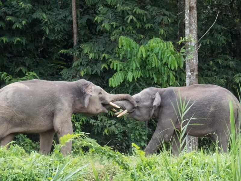 Sandakan: 3D2N The Wild Heart of Borneo River Secrets - Exploring the Wild Heart of Borneo: A Truly Authentic River Safari Experience