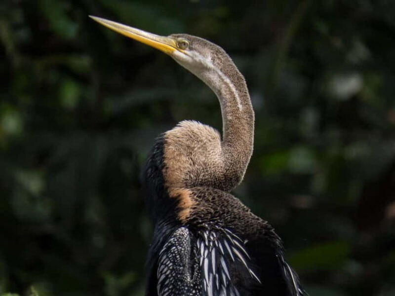 Sandakan: 3D2N The Wild Heart of Borneo River Secrets - Frequently Asked Questions
