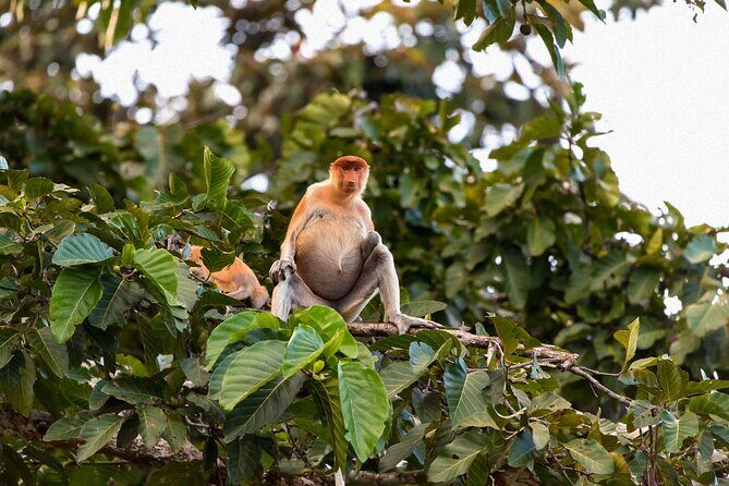 Sandakan: Gomantong Cave Echoes and Kinabatangan Cruise - FAQ