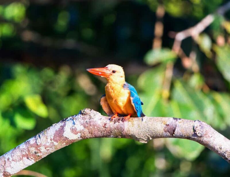 Sandakan: Gomantong Cave Echoes & Kinabatangan River Safari - Summary