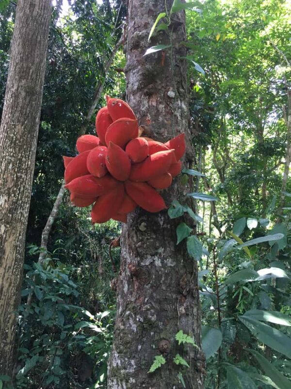 Sandakan: Orangutan and Proboscis Monkey Tour - Good To Know