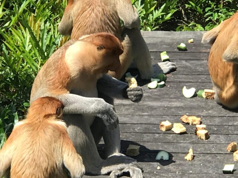 Sandakan: Orangutan Sanctuary Shared Day Trip Tour - FAQs