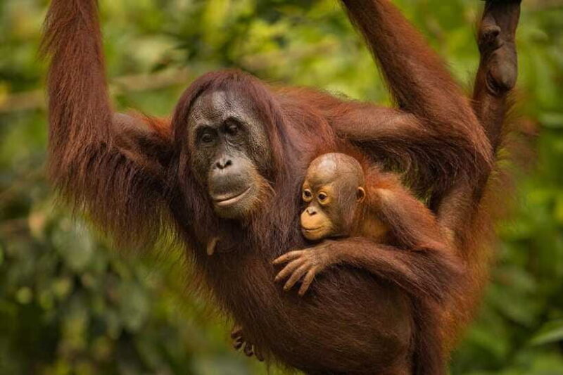 Sandakan: Orangutan Sanctuary Shared Day Trip Tour - Who Will Love This Tour?