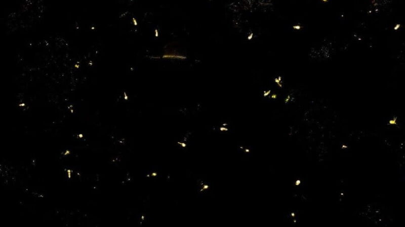 Sandakan: Orangutan, Sun Bear, Fireflies and Mangrove Cruise - An In-Depth Look at the Tour Experience