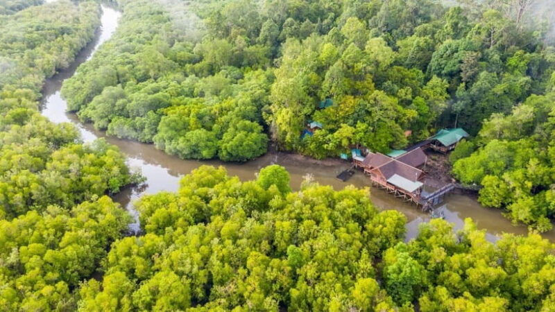 Sandakan: Orangutan, Sun Bear, Fireflies and Mangrove Cruise - Experience Overview and Highlights