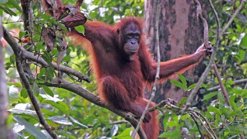 Sandakan: Orangutan, Sun Bear, Fireflies and Mangrove Cruise - FAQ