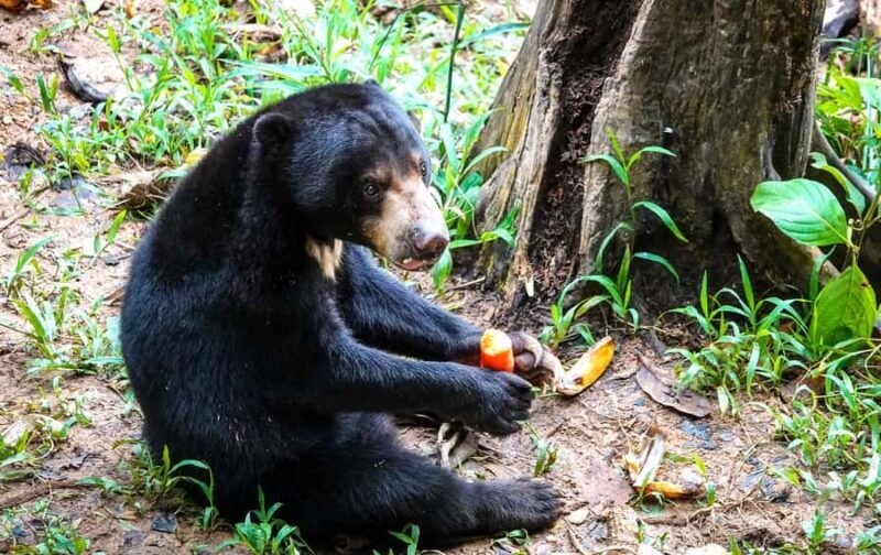 Sandakan: Private City Tour, Rainforest, Jungle Walk, Birds - Who Would Love This Tour?