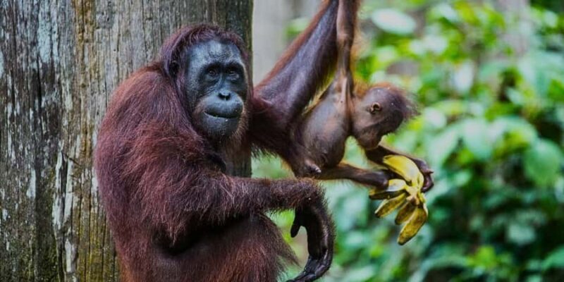 Sandakan : Sepilok, Sun Bear & Labuk Bay Tour with Lunch - Exploring Sandakan: Sepilok, Sun Bear & Labuk Bay Tour with Lunch – A Balanced Wildlife Adventure