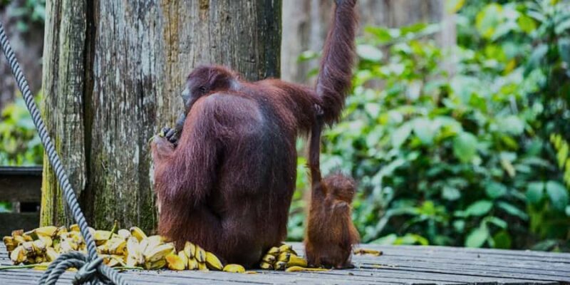 Sandakan : Sepilok, Sun Bear & Labuk Bay Tour with Lunch - What Makes This Tour Stand Out?