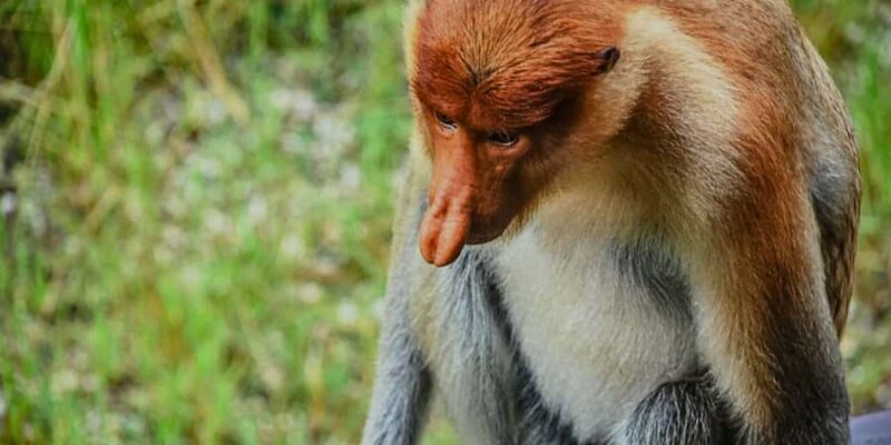 Sandakan : Sepilok, Sun Bear & Labuk Bay Tour with Lunch - Who Is This Tour Best For?