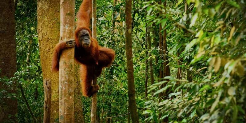 Sandakan : Sepilok, Sun Bear & Labuk Bay Tour with Lunch - FAQ