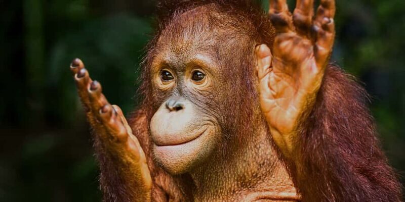 Sandakan : Sepilok, Sun Bear & Labuk Bay Tour with Lunch - Good To Know