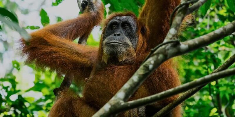 Sandakan : Sepilok, Sun Bear & Labuk Bay Tour with Lunch - Discovering Sandakan’s Wildlife Wonders