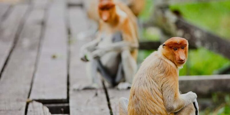 Sandakan : Sepilok, Sun Bear & Labuk Bay Tour with Lunch - FAQs