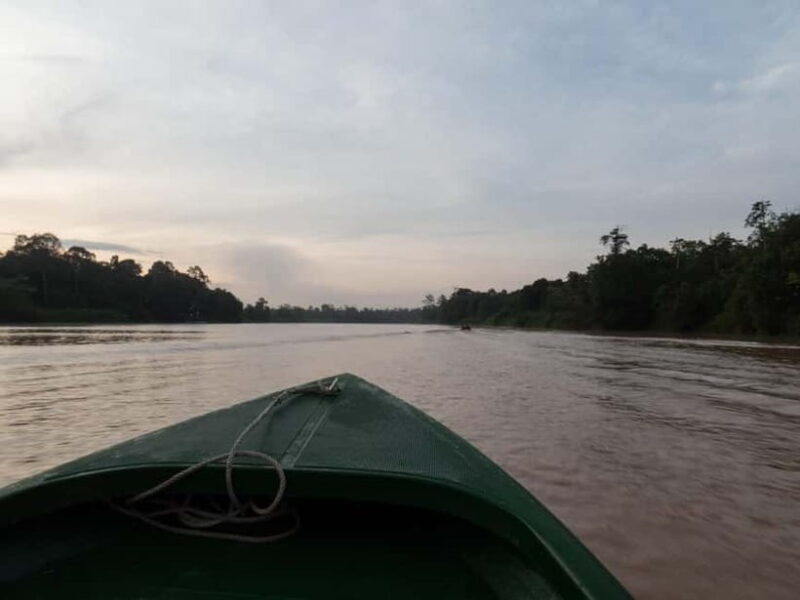 Sandakan: Sukau Rainforest Wildlife Journey & Dawn Cruises - A Deep Dive into the Tour Experience