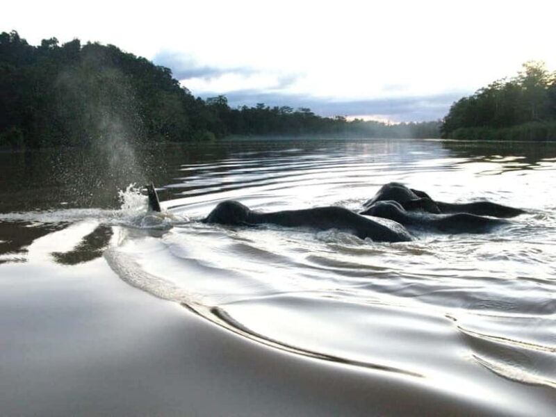 Sandakan: Sukau Rainforest Wildlife Journey & Dawn Cruises - FAQ