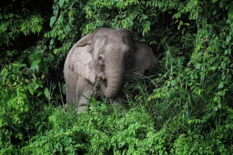 Sandakan: Wild Cruise Ticket in Sunrise, Sunset or Night - Frequently Asked Questions