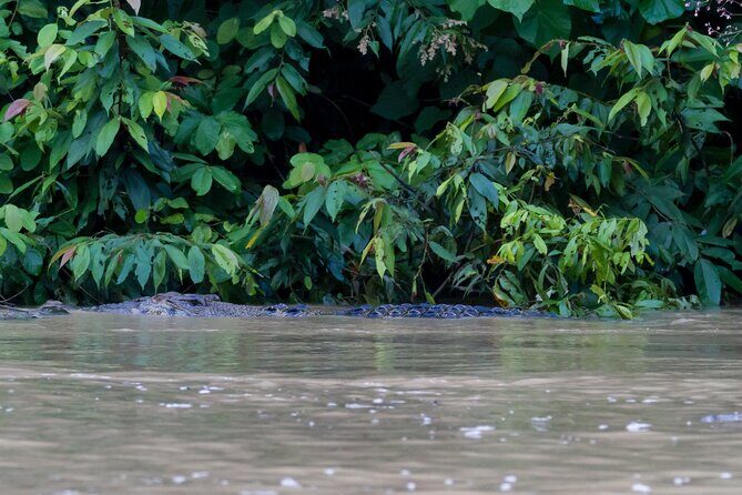 Sandakan Wild Cruise Ticket in Sunrise Sunset or Night Tour - The Sum Up