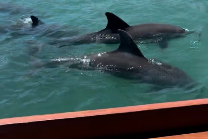 Sandbar & Island Hopping With Dolphins in Madeira Beach - Scenic Sandbar Exploration