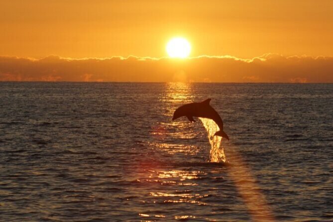 Sandestin Sunset Eco-Dolphin Cruise Aboard Sol y Luna - The Authentic Experience: What Travelers Say