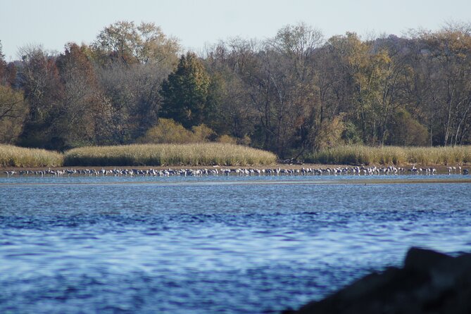 Sandhill Crane Kayak Tour With Chattanooga Guided Adventures - Tour Overview