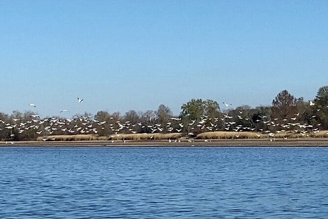 Sandhill Crane Kayak Tour With Chattanooga Guided Adventures - Meeting and End Point