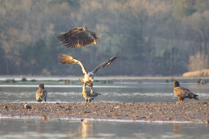 Sandhill Crane Kayak Tour With Chattanooga Guided Adventures - Cancellation Policy
