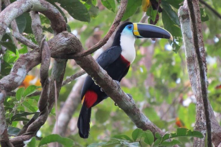 Sandoval Lake & Cachuela Parrots Clay Lick 4D - Experience Highlights