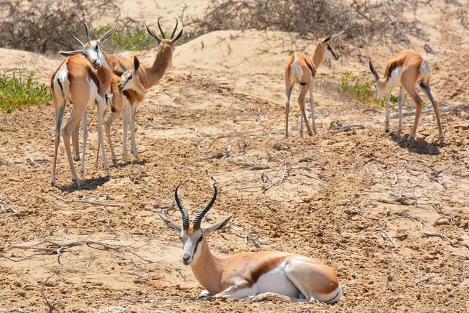 Sandwich Harbour 4X4 Excursion Tour Food and Drinks - Refreshment Breaks