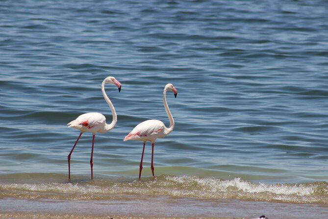 Sandwich Harbour Scenic Excursion - For The Cruise Ships - Cancellation Policy Details