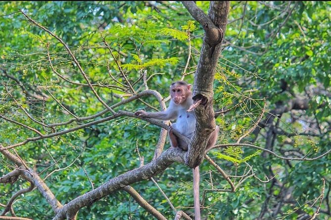 Sanjay Gandhi National Park and Kanheri Caves Day Private Tour - Additional Information