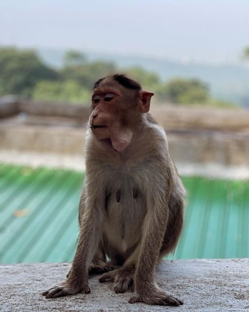 Sanjay Gandhi National Park + Kenheri Caves + Lion Safari - Tour Details