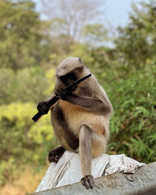 Sanjay Gandhi National Park + Kenheri Caves + Lion Safari - Tour Description