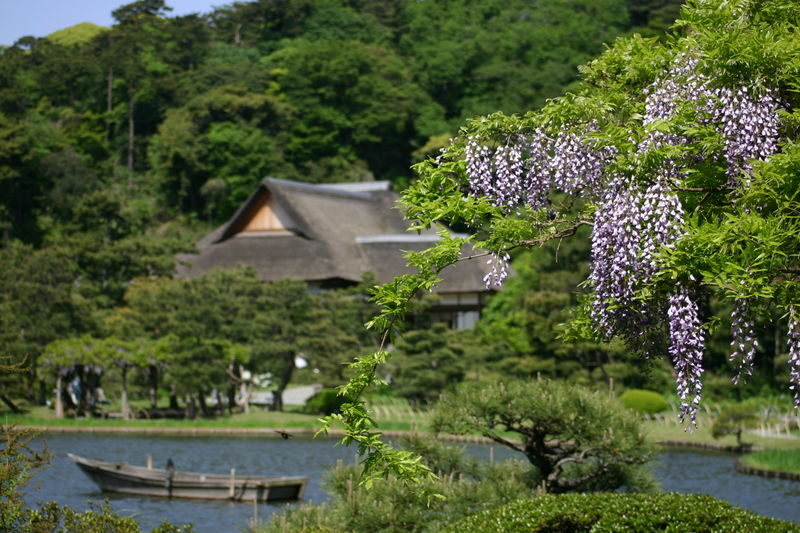 Sankeien Garden Admission - Choose your season for flowers, not just weather