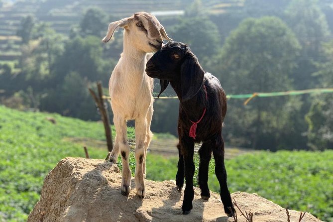 Sankhu Nagarkot Hiking, and Bhaktapur Durbar Square Visit - Common Questions